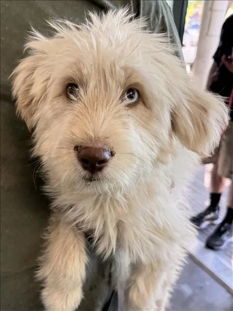 Adoptable Dog