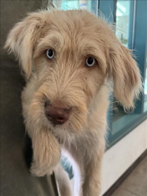 Adoptable Dog