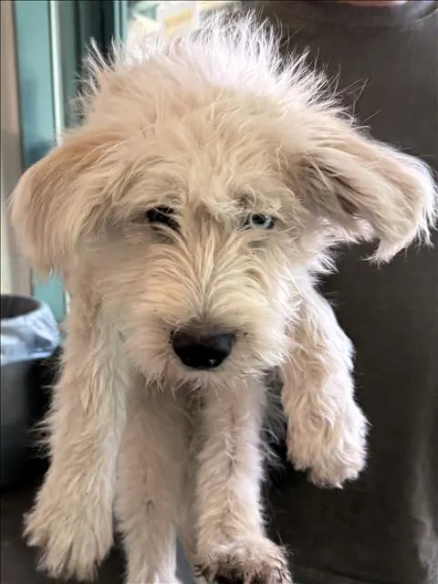 Adoptable Dog