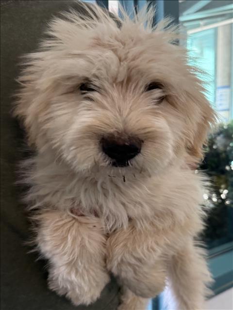 Adoptable Dog