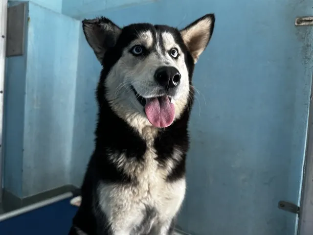 Nova