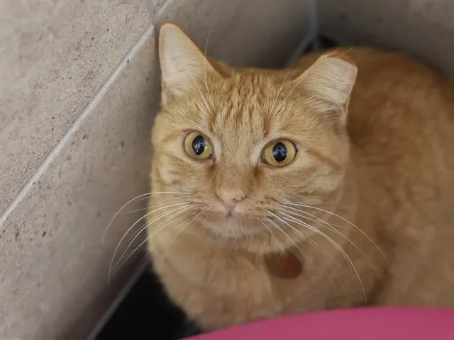 Purrsident