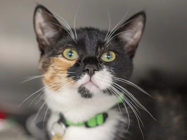 Diet Dr. Purrpurr