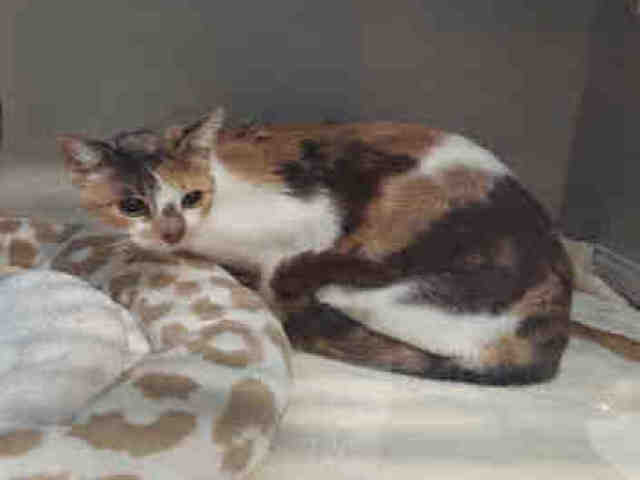 Adoptable Cat
