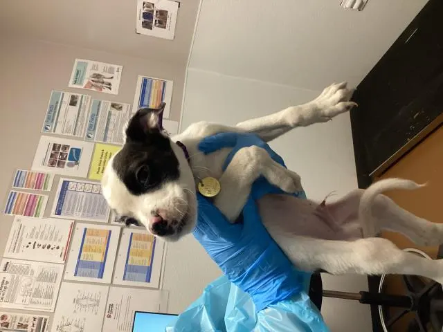 Edgar