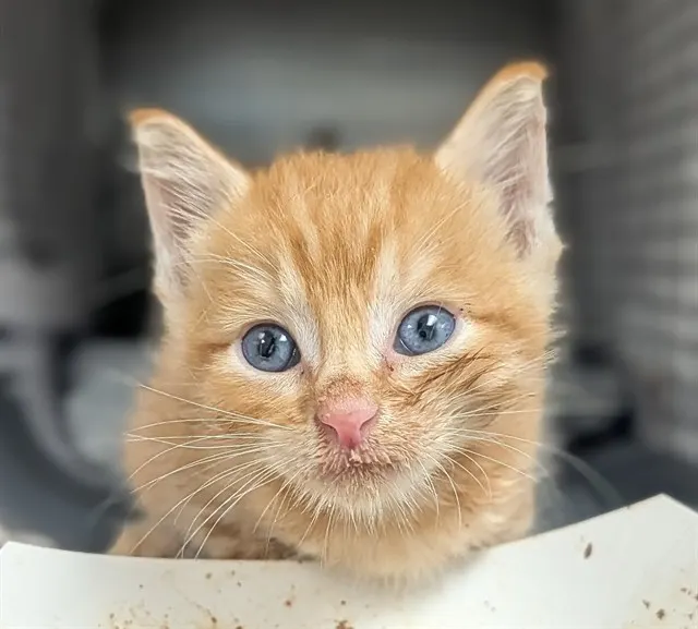 Adoptable Cat