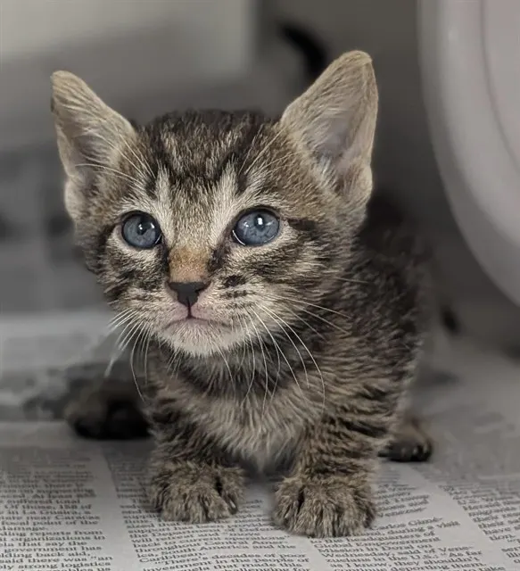 Adoptable Cat