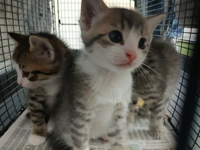 Adoptable Cat
