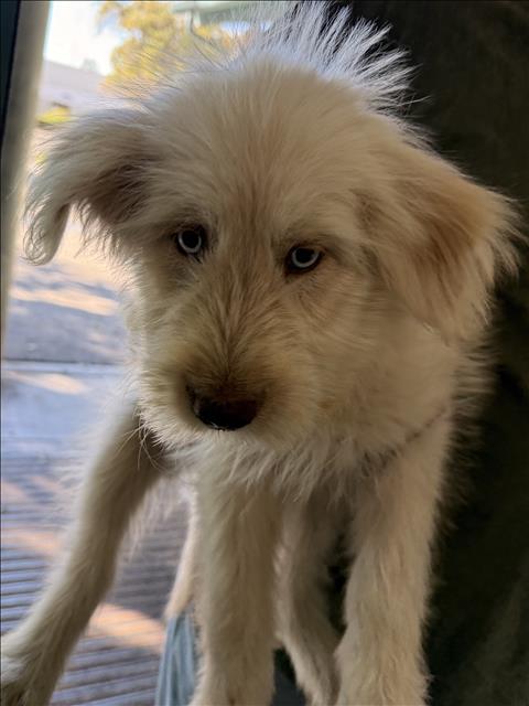 Adoptable Dog
