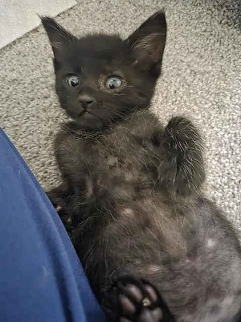 Leo