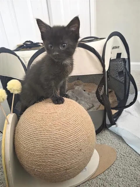 Theo