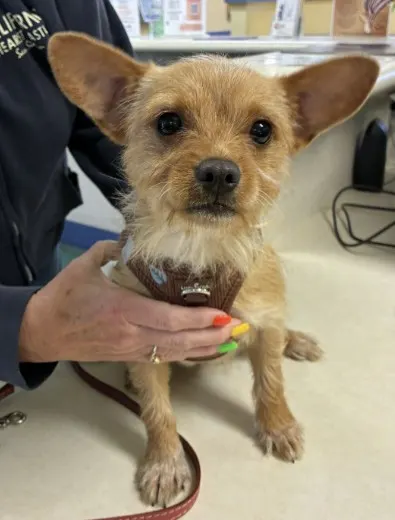 Adoptable Dog