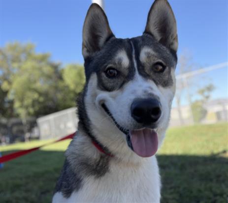 Kiko