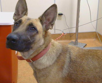 Adoptable Dog