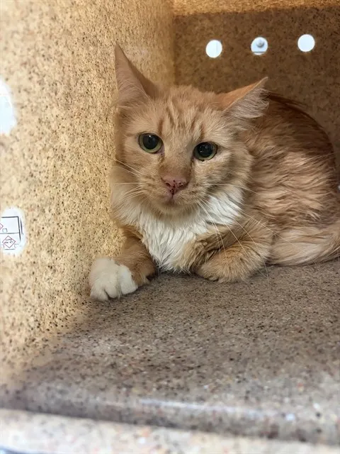 Adoptable Cat