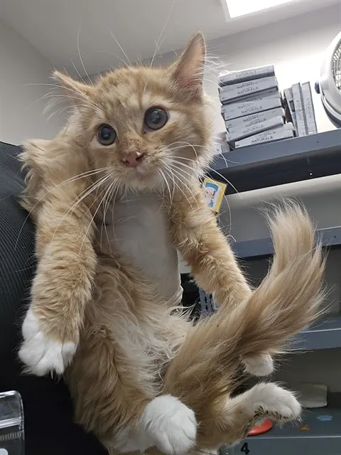 Adoptable Cat