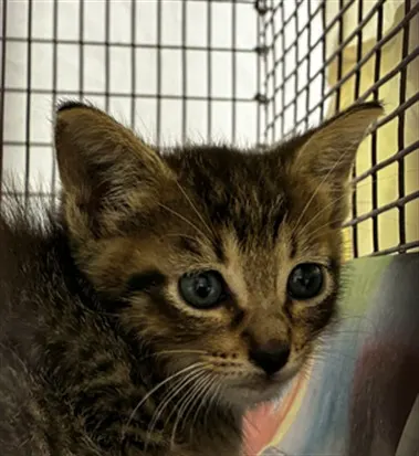 Adoptable Cat