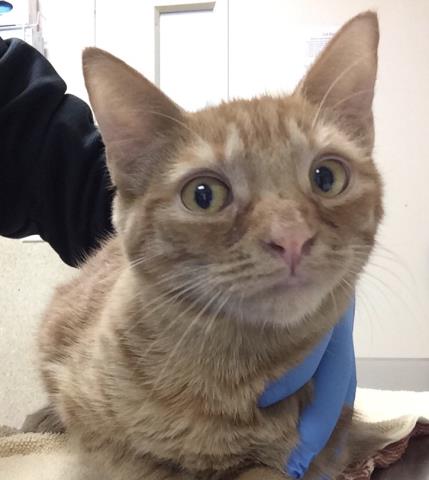 Adoptable Cat