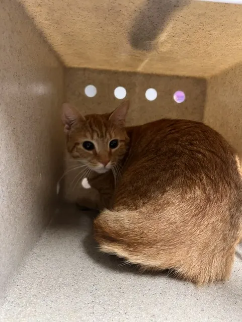 Nala