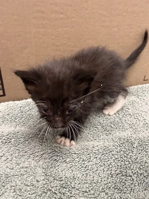 Adoptable Cat