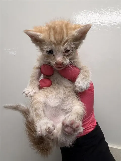 Adoptable Cat