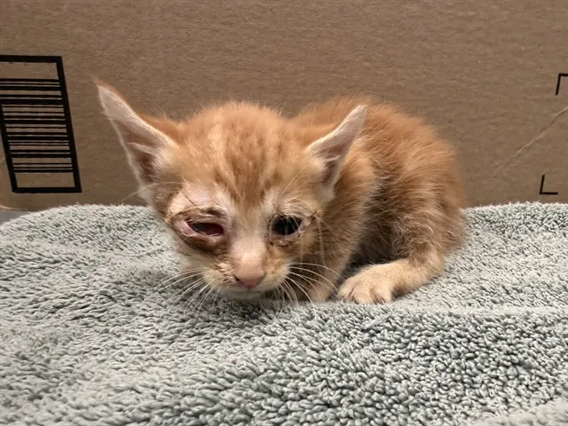 Adoptable Cat