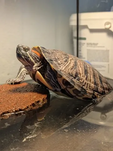 Harriet