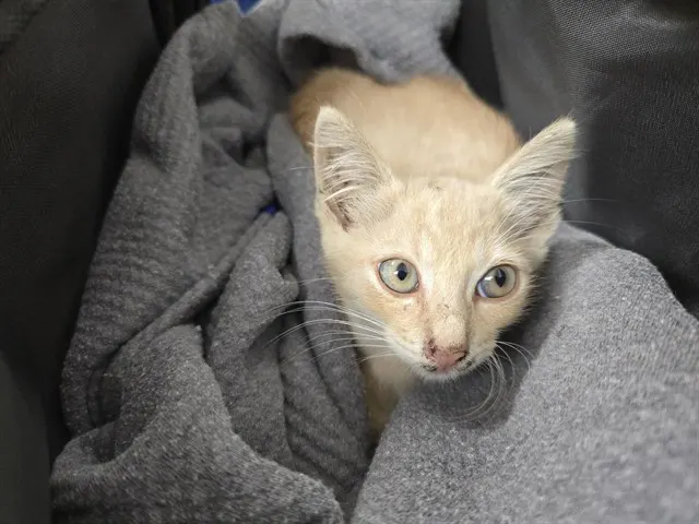 *Widget
