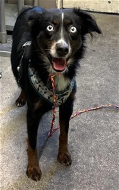 Adoptable Dog