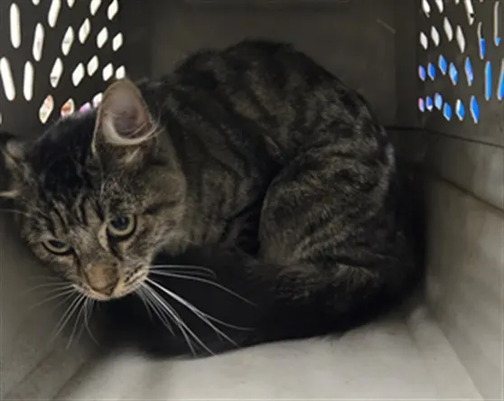 Adoptable Cat