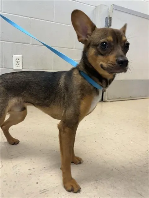 Adoptable Dog