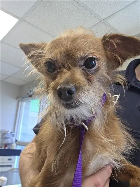 Adoptable Dog