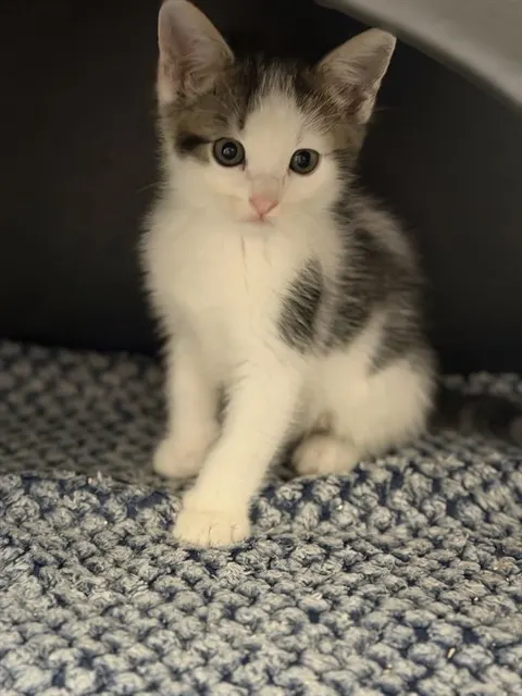 Fergus