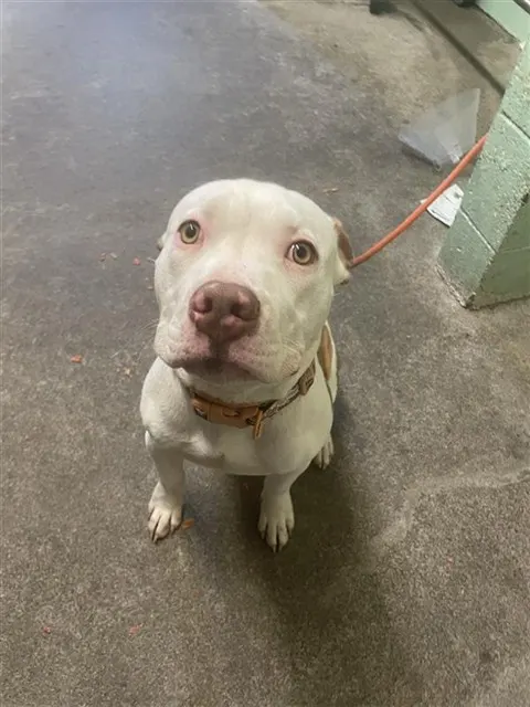 Adoptable Dog
