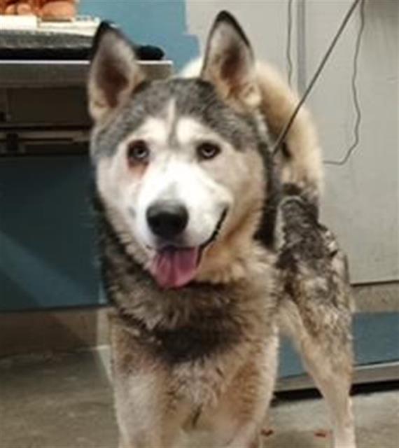 Adoptable Dog