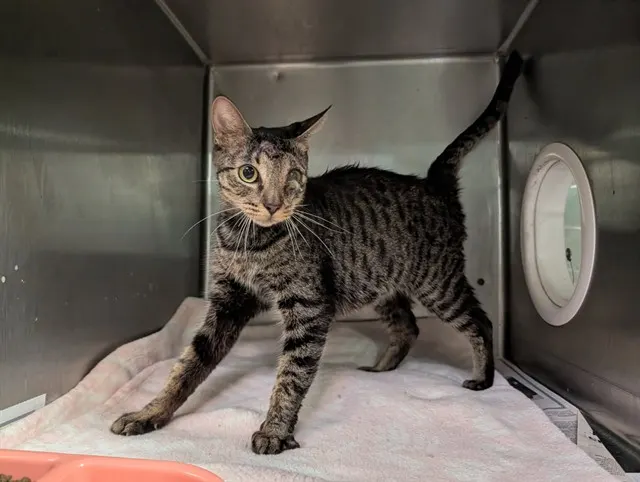 Adoptable Cat