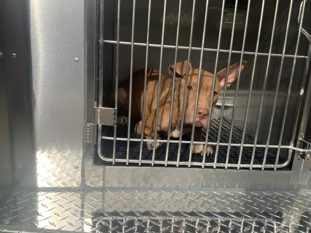 Adoptable Dog