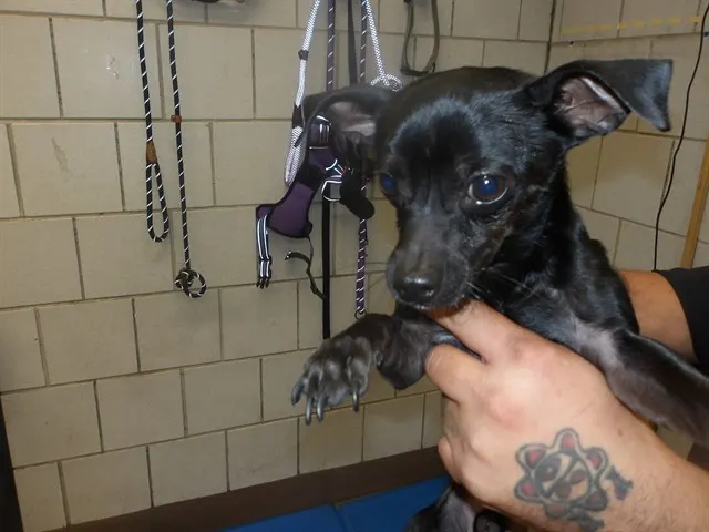 Adoptable Dog