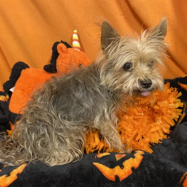 Adoptable Dog