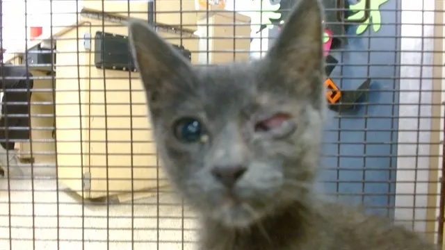 Kitty