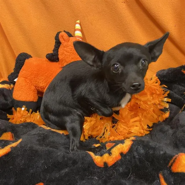 Adoptable Dog