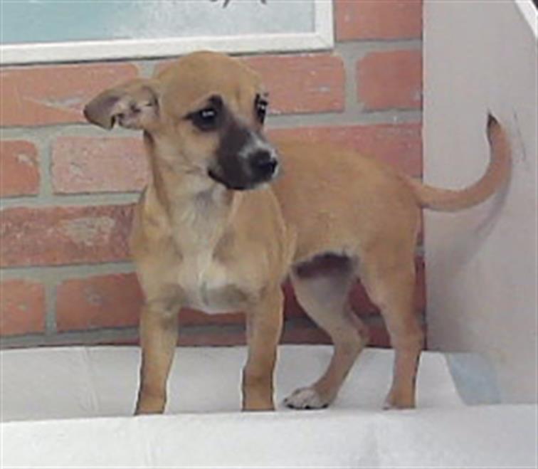 Adoptable Dog