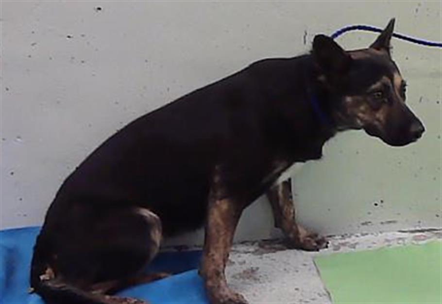 Adoptable Dog