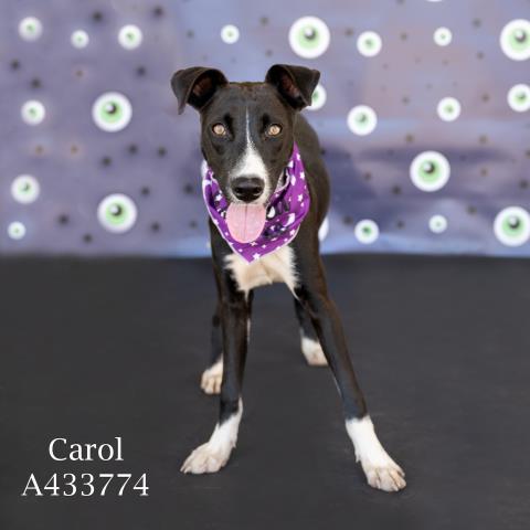 Carol