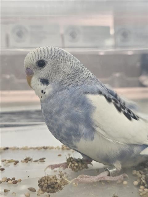Periwinkle
