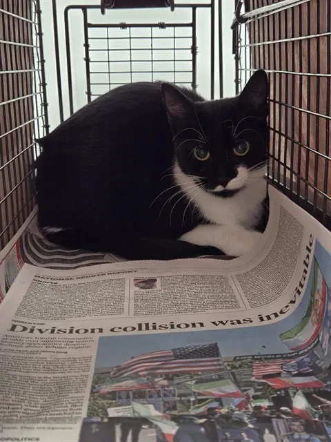 Adoptable Cat