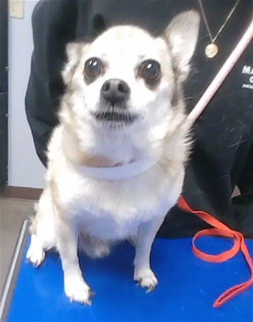Wolfgang