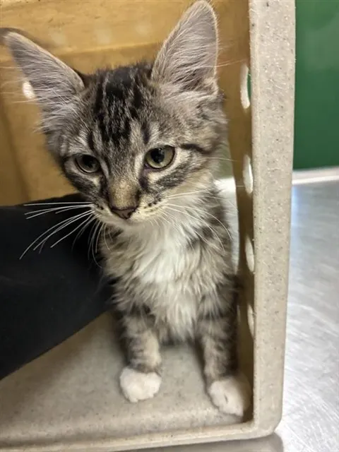 Adoptable Cat