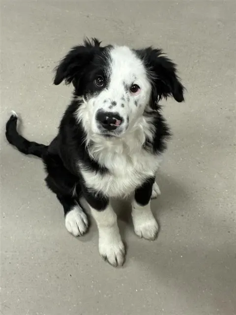 Adoptable Dog