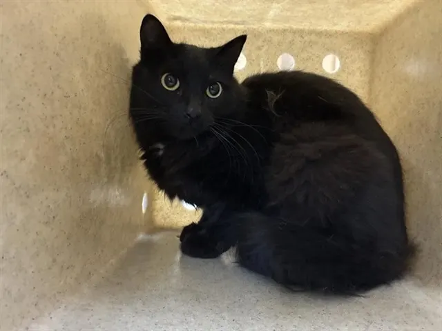Adoptable Cat
